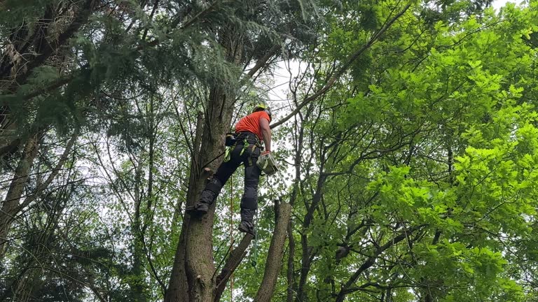 How Our Tree Care Process Works  in Lindale, TX